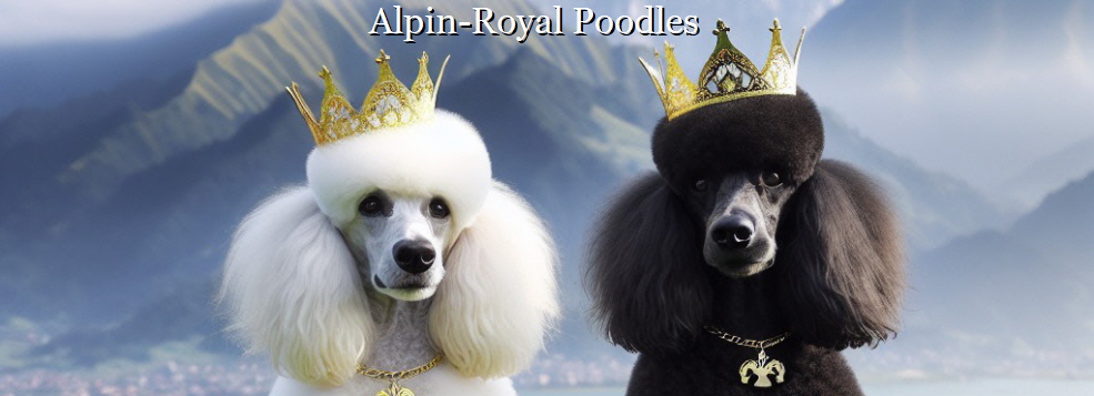 Willkommen auf der Homepage Alpin-Royal Poodles